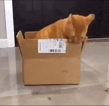 a cat is sitting in a cardboard box with a label that says ' dhl ' on it