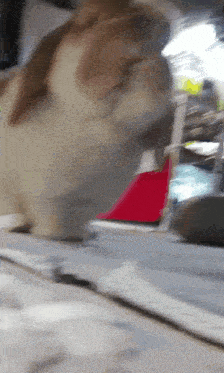 a blurry picture of a cat sitting on a desk