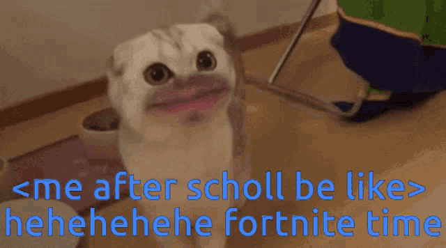 a picture of a cat with its mouth open and the words " me after scholl be like " below it