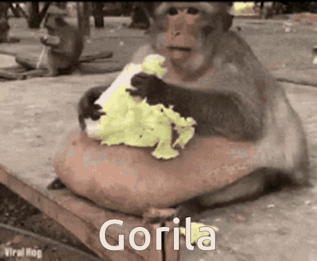 Gorila Monkey GIF - Gorila Monkey Eating GIFs