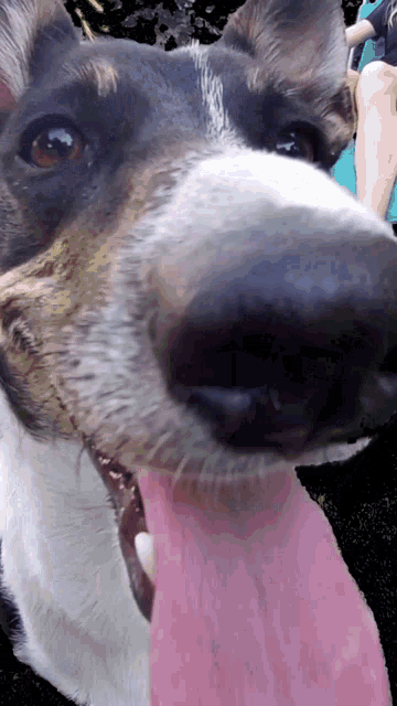 a close up of a dog 's face with its tongue out