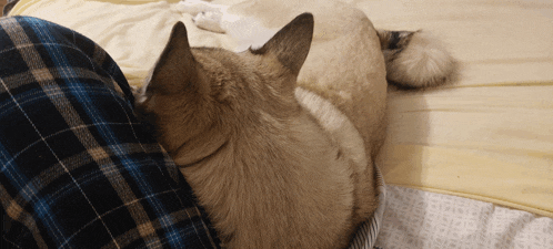 a dog is laying on a bed with a plaid blanket