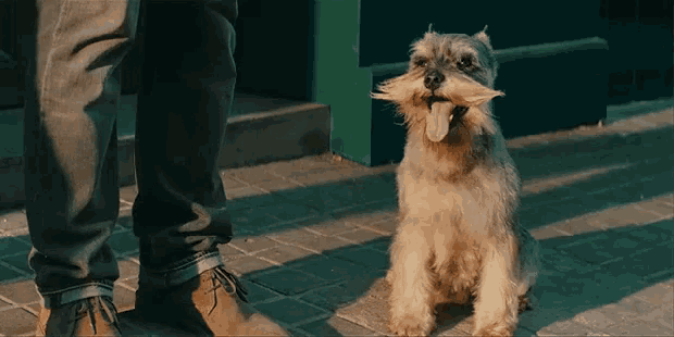 a small dog with its tongue out is sitting next to a man