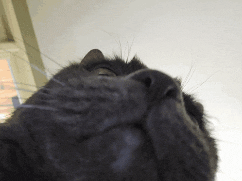a close up of a cat 's face looking up at the camera
