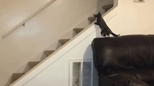 Down The Stairs GIF - Cats Falling GIFs