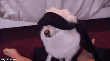 a white dog wearing a black hat is being petted by someone