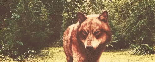 Wolf Twilight GIF - Wolf Twilight Werewolves GIFs