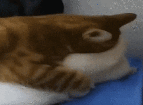 a close up of a cat laying on a table