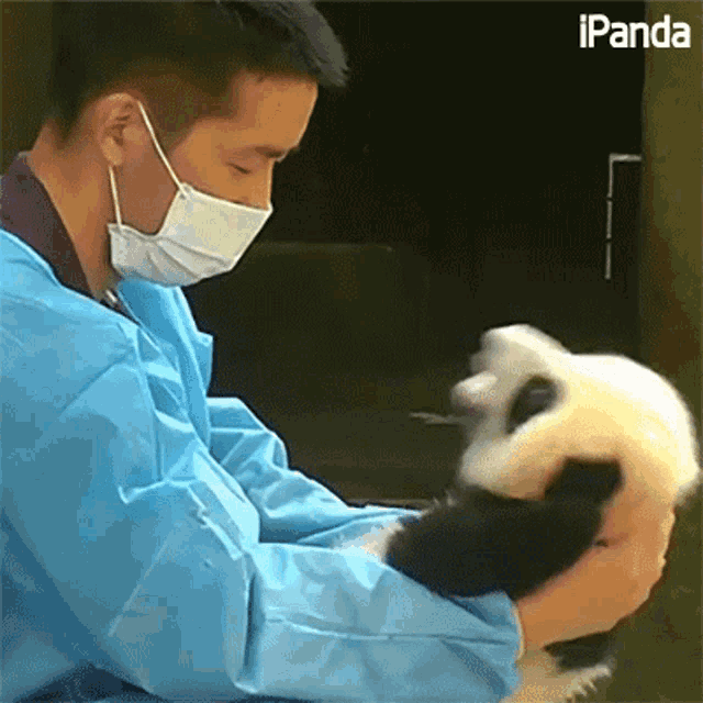 互动 熊猫护理员 GIF - 互动 熊猫护理员 熊猫 GIFs