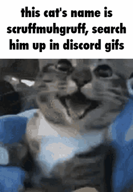 Scruffmuhgruff Cat GIF