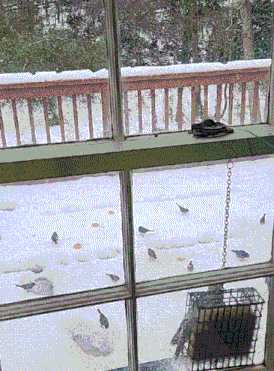 birds are gathered in the snow in front of a window with a bird feeder