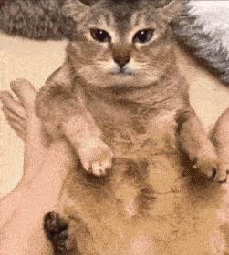 a close up of a cat laying on someone 's lap