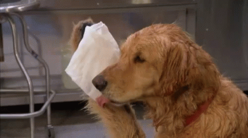 Funny Animals Dog Sweating GIF - Funny Animals Dog Sweating Hardworker GIFs
