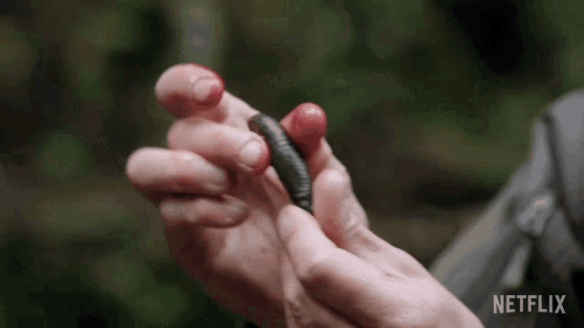 Leech Animals On The Loose A You Vs Wild Movie GIF - Leech Animals On The Loose A You Vs Wild Movie Parasite GIFs