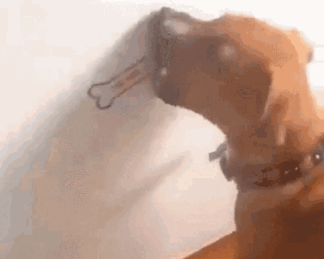 a dog with a bone sticking out of its mouth .