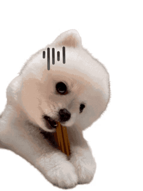a small white dog laying down with a pencil in its mouth and a smiley face drawn on its face