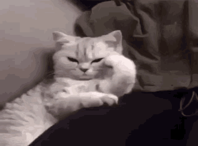 a white cat is laying on top of a person 's lap .