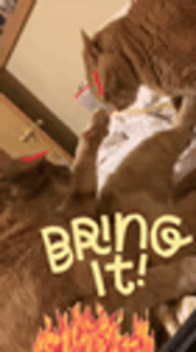 Fight Cat GIF - Fight Cat Angry GIFs
