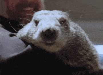 a close up of a ground squirrel 's face with a man smiling in the background