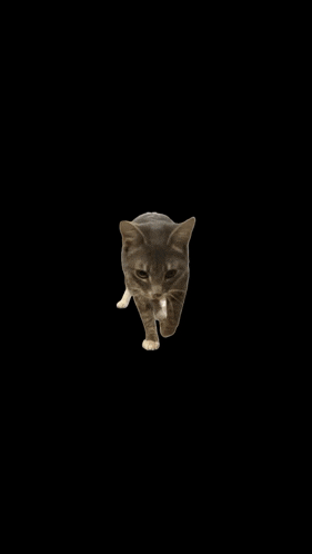 a cat is walking on a black background