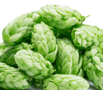 a pile of green hops on a white surface