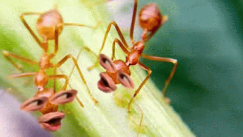 Ant Pog GIF - Ant Pog GIFs