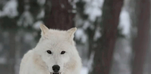 Wolf Dog GIF - Wolf Dog GIFs