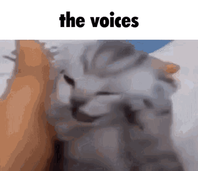 Cat Voices GIF - Cat Voices Deepwoken GIFs