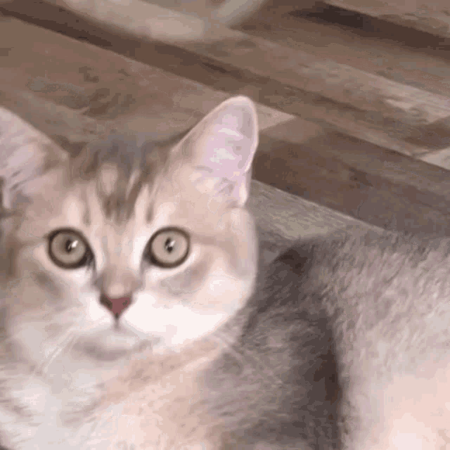 Cat Cat Bubble GIF - Cat Cat Bubble Cat Cute GIFs