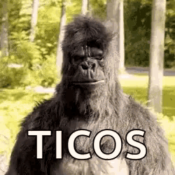 Grilla Yes GIF