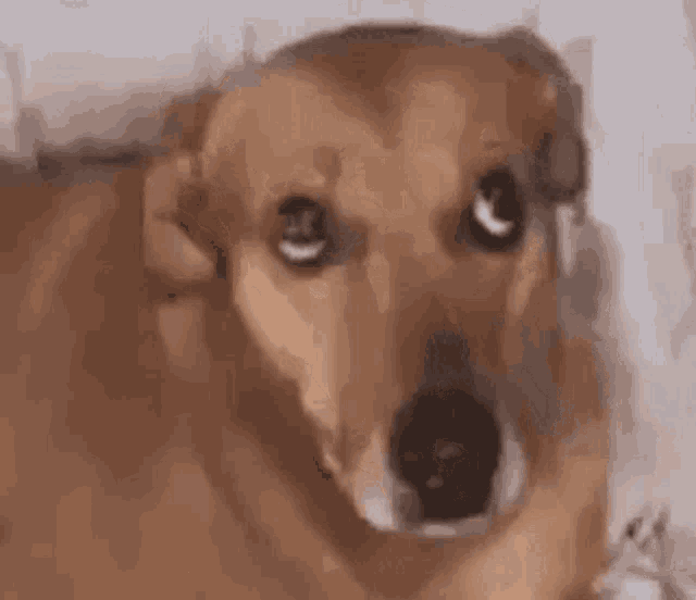 Byuntear Cachorro GIF - Byuntear Cachorro Meme GIFs