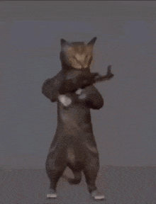 a cat is holding a gun over its head