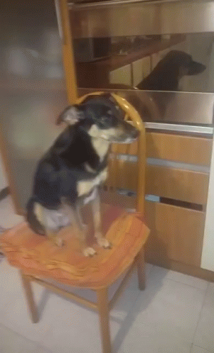 Dog Sitting In A Chair Dog GIF - Dog Sitting In A Chair Dog Good Dog GIFs
