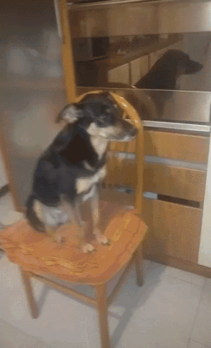 a black and brown dog sitting on a chair with a cushion that says ' i love you ' on it