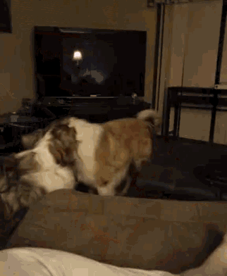 Gimmeakiss Dogs GIF - Gimmeakiss Dogs Pet GIFs
