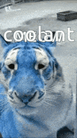 a picture of a blue tiger with the word coolant written above it