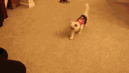a white cat wearing a pink barbie shirt