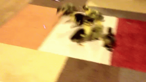 Which Way Did He Go? GIF - Ducks Ducklings Chase GIFs