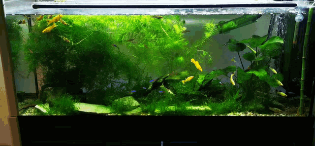 ενυδρείο Aquarium GIF - ενυδρείο Aquarium Fishes GIFs