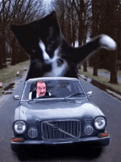 a man driving a volvo car with a cat on top of him