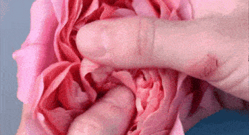 a person is holding a pink rose with their finger