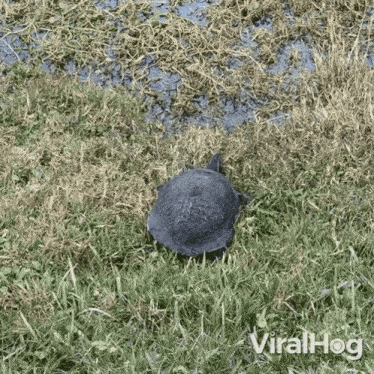 Turtle Going To Water Viralhog GIF - Turtle Going To Water Turtle Viralhog GIFs