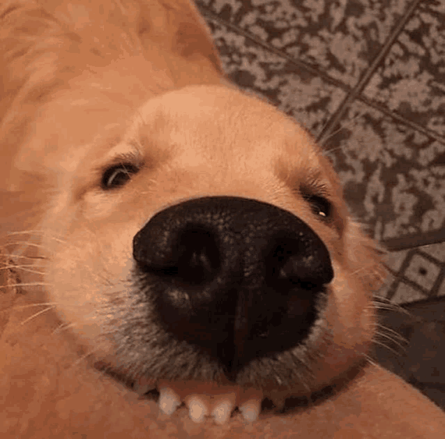 a close up of a dog 's nose with its mouth open and teeth showing .