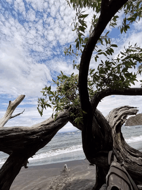 a person sitting under a tree on the beach