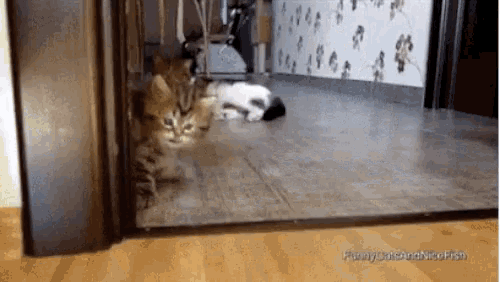 a couple of cats are standing in a doorway looking at something .