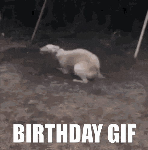 a birthday gif with a picture of a sheep running