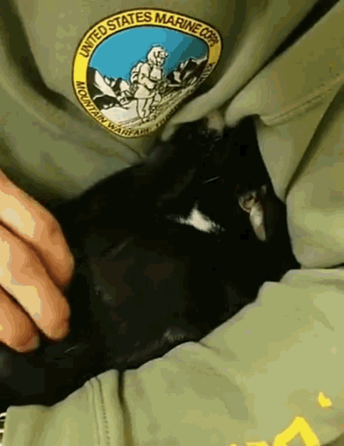 Cat Pet GIF - Cat Pet Nibble GIFs