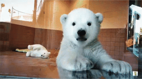 Hello GIF - Hello Polar Bear Waving GIFs