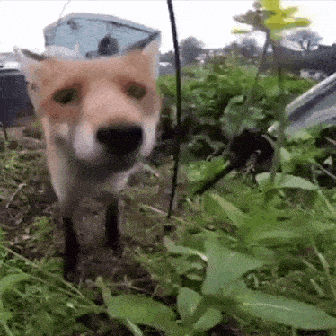 a close up of a fox standing in the grass looking at the camera .