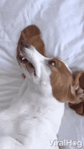 a brown and white dog is laying on a bed with its mouth open